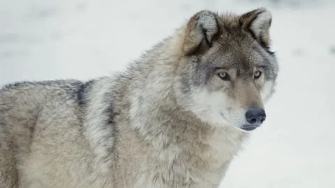 Wolf (Canis lupus) Stock Footage 221594625