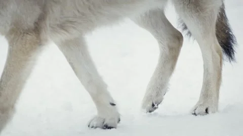 Wolf (Canis lupus) Stock Footage 221594689