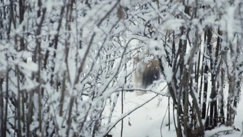 Wolf (Canis lupus) Video stock 221594731