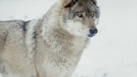 Wolf (Canis lupus) 库存影片 221594791