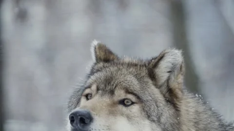 Wolf (Canis lupus) Stock Footage 221594853