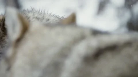 Wolf (Canis lupus) Stock Footage 221594953