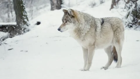 Wolf (Canis lupus) Stock Footage 221595242