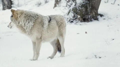 Wolf (Canis lupus) Stock Footage 221595313