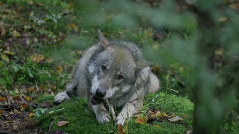 Wolf (Canis lupus) gnawing a bone from prey on the forest floor in the rain Stock-Footage 297740410