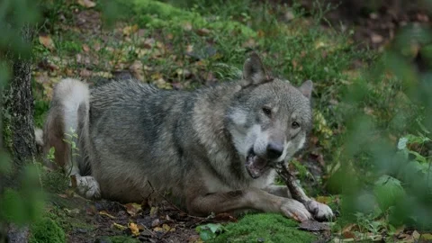 Wolf (Canis lupus) gnawing a bone from prey on the forest floor in the rain Vídeo Stock 297740529