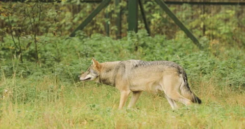 Wolf, Canis Lupus, Gray Wolf, Grey Wolf Sniffing And Running At Summer Forest Stock Footage 234045334