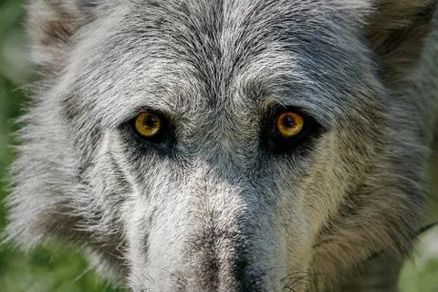 Wolf (Canis lupus) Stock Photos
