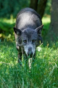Wolf (Canis lupus) Stock Photos