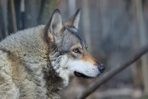 The wolf (canis lupus) Stock Photos