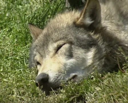 Wolf (canis lupus) sleeping Stock Footage 21805617