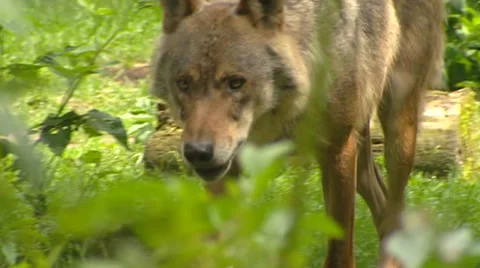 Wolf (Canis lupus) tracking a prey by scent Stock Footage 33644996