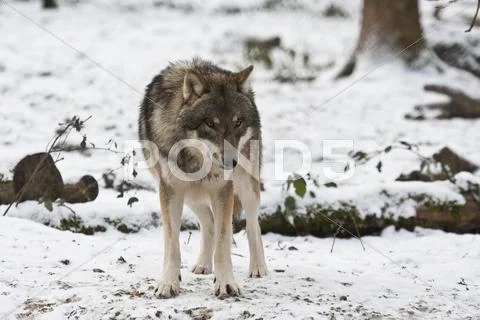 Wolf (Canis Lupus), Weilburg Zoo, Hesse, Germany, Europe