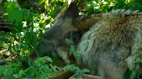 Wolf in captivity eats meat Stock Footage 39351439