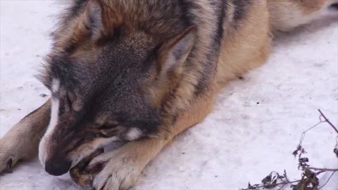 The wolf is a carnivore with a strict hierarchy within the pack Stock Footage 306575700