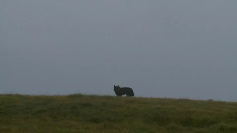 Wolf in the Carpathian Mountains Vídeos de archivo 78212190