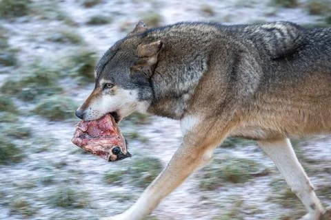 Wolf Carrying Raw Meat Bone While Walking Through Snowy Landscape in Wild Nature Stock Photos