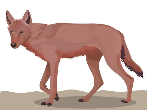 Wolf character Stock Illustration