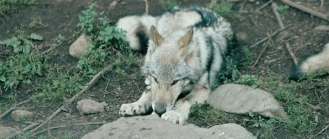 Wolf chewing on a bone lying in the grass Stock Footage 168329181
