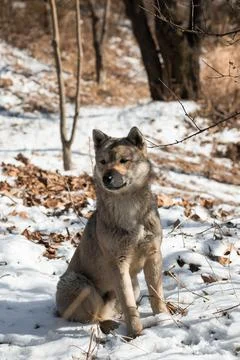 Wolf chilling in snow during winter in South Korea Stock Photos