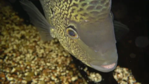 Wolf Cichlid Fish in Aquarium Stock-Footage 137562659