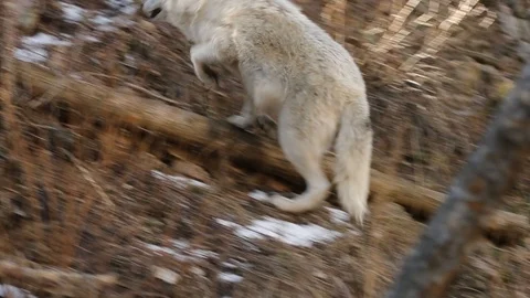 Wolf climbs to look around 99 스톡 동영상 119666884