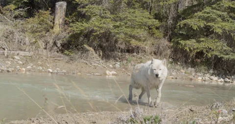 Wolf clips off of debris pile and wades through water Stock Footage 232554646