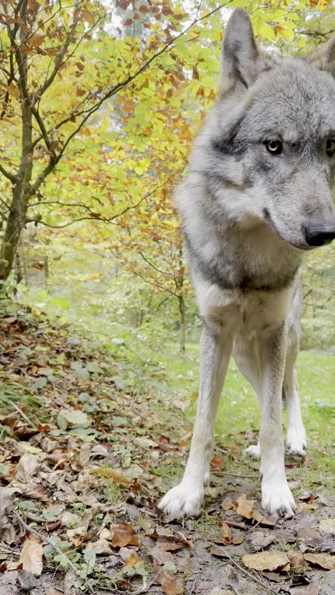 Wolf close encounter wolf comes to sniff and walks away Stock Footage 319477012