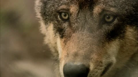 A wolf, close-up Stock Footage 11315139