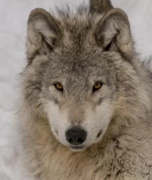 Wolf close-up in the forest during winter Stock Photos