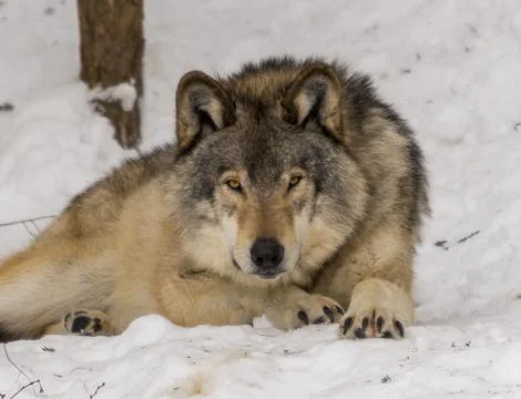 Wolf close-up in the forest during winter Stock Photos