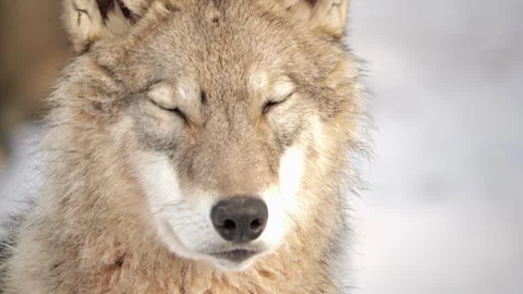 Wolf Close-Up in Snowy Winter Forest Stock Footage 300429026