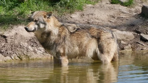 Wolf close up standing in pond and trinking water at sunny day in spring season Stock Footage 182342228