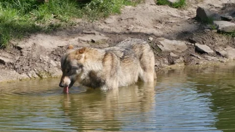 Wolf close up standing in pond and trinking water at sunny day in spring season Stock Footage 182343208