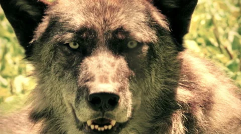 Wolf Closeup in 4K UHD Vidéo 41069068