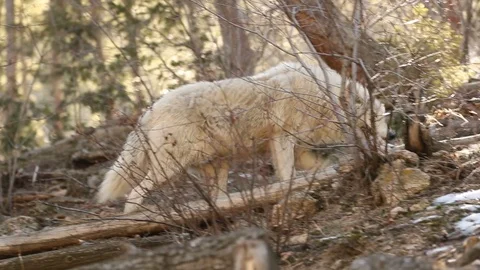 Wolf comes down hill 99 Stock Footage 119676161