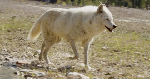 Wolf comes out of river dripping water Stock Footage 232553454