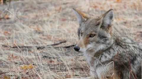 Wolf coyote or coywolf portrait, head face and eyes. Autumn fall forest wildlife Stock Footage 170354827