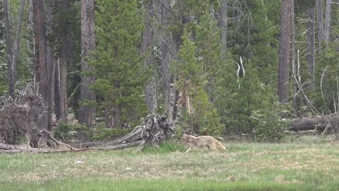 ,wolf, Coyote sent marking Stock Footage 76092158