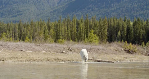 Wolf crosses silty river splashing water Stock Footage 232554506