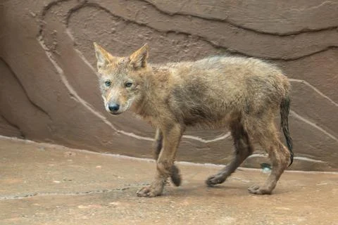 Wolf cub covered in mud during raining day in a zoo. Stock Photos