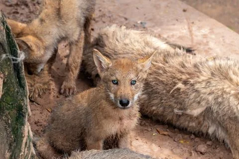 Wolf cub covered in mud during raining day in a zoo Stock Photos