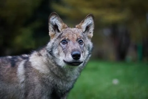 Wolf cub in forest nature Stock Photos