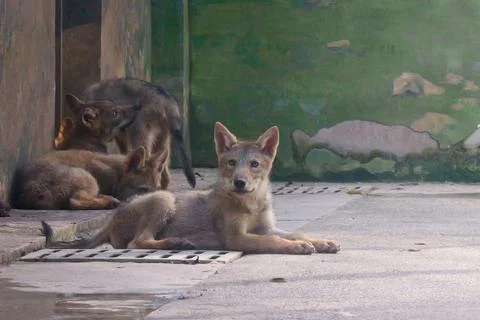 Wolf cub looking into camera Stock Photos