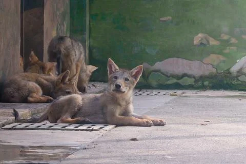 Wolf cub looking into camera Stock Photos