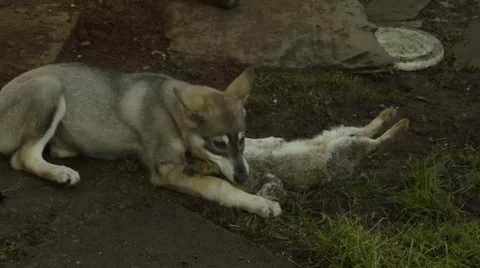 Wolf Cub With Rabbit Video stock 46943244
