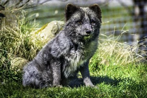 Wolf Cub Sitting on Grass Stock Photos