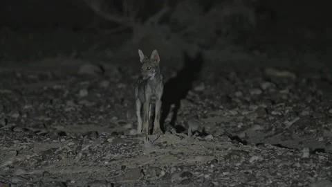A wolf cub stands in the desert at night Video stock 140508608