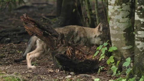 Wolf cubs Stock Footage 280202037