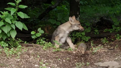 Wolf cubs Stock Footage 280202172
